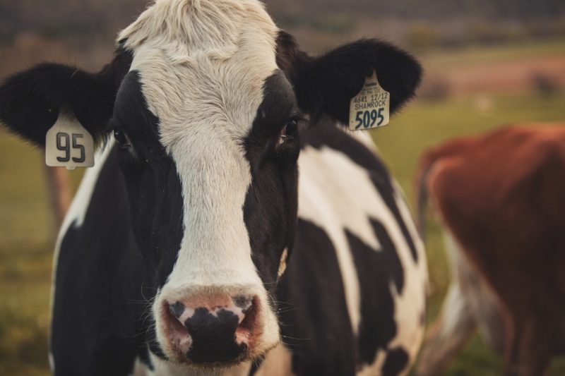 black and white dairy cow
